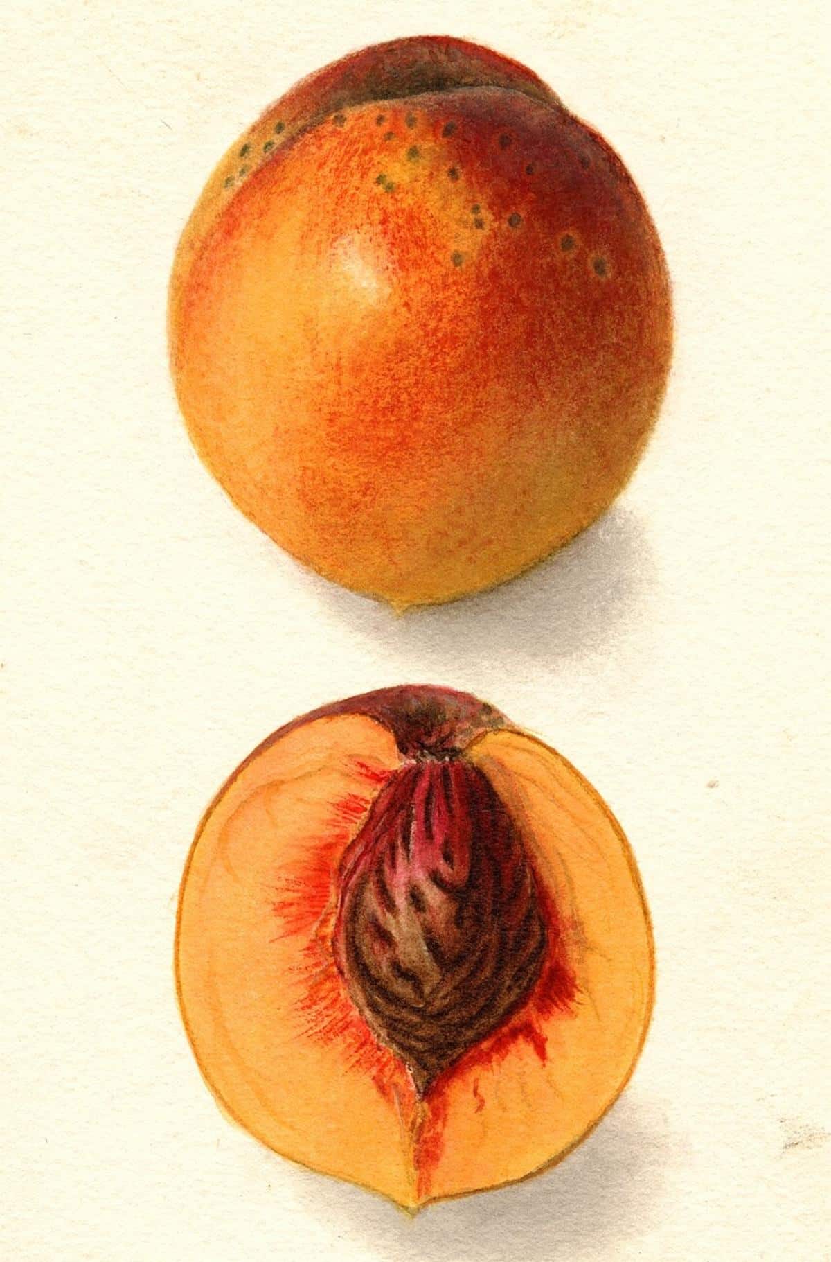 Elberta peach 
