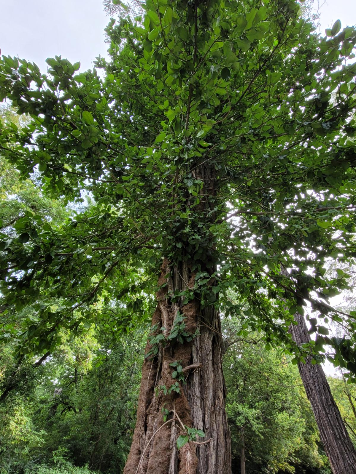 Wintercreeper in a walnut tree