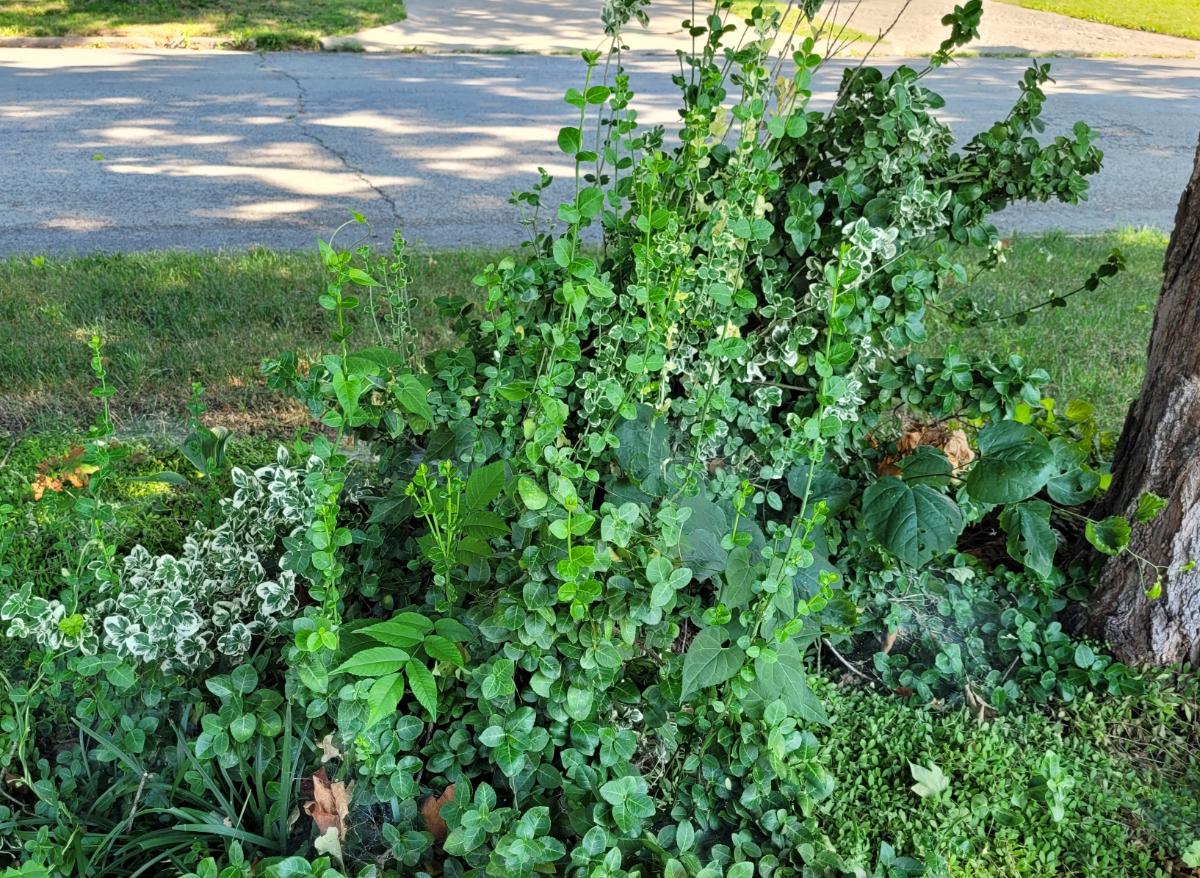 Wintercreeper varieties by a maple tree