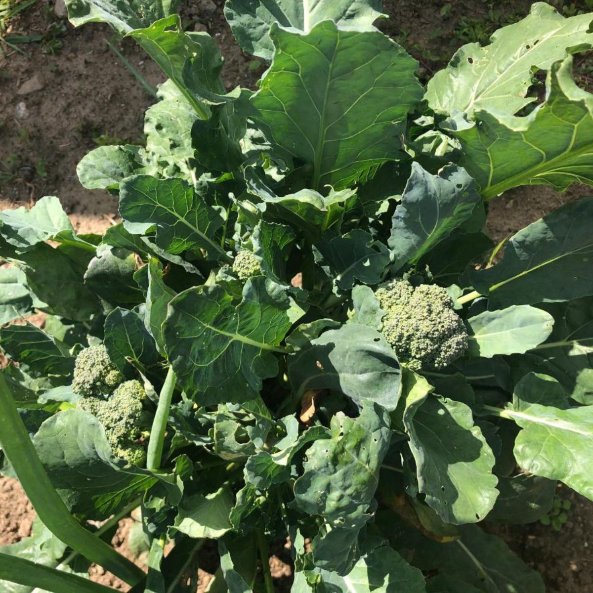 A heatlhy broccoli plant.