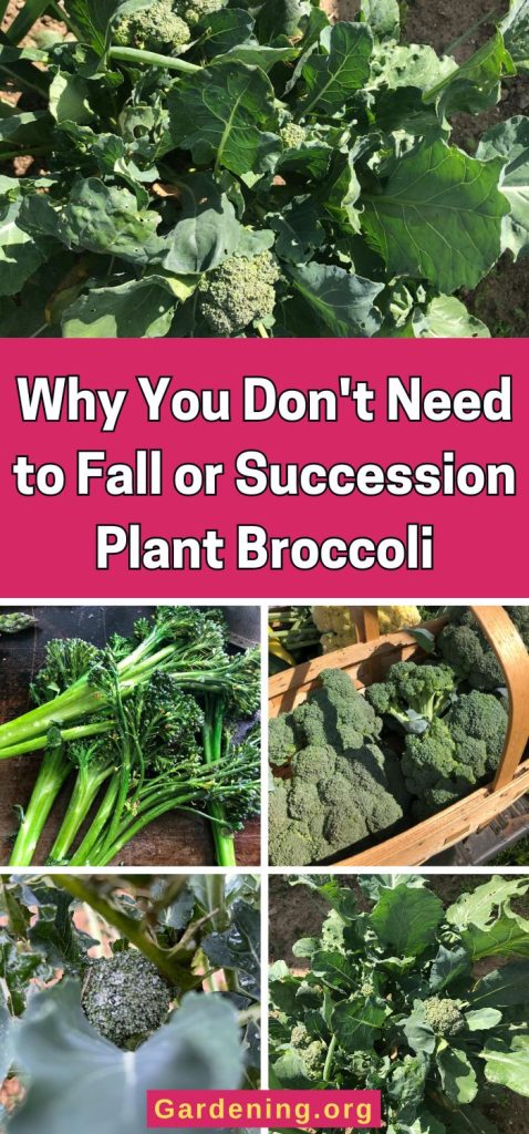 Why You Don't Need to Fall or Succession Plant Broccoli pinterest image.