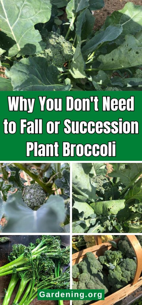 Why You Don't Need to Fall or Succession Plant Broccoli pinterest image.