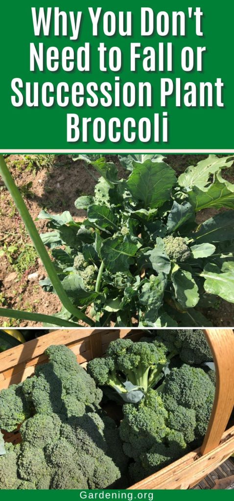 Why You Don't Need to Fall or Succession Plant Broccoli pinterest image.