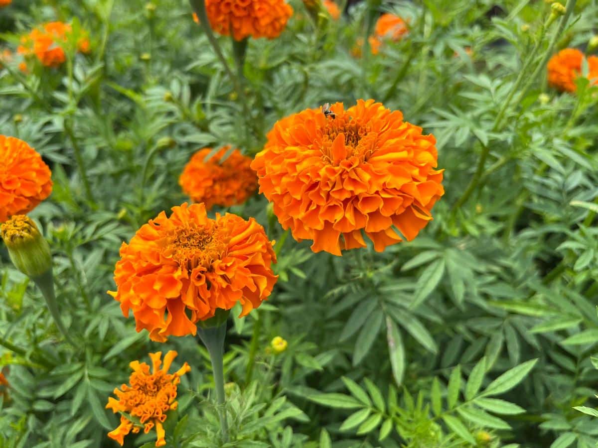 Field marigolds in a garden