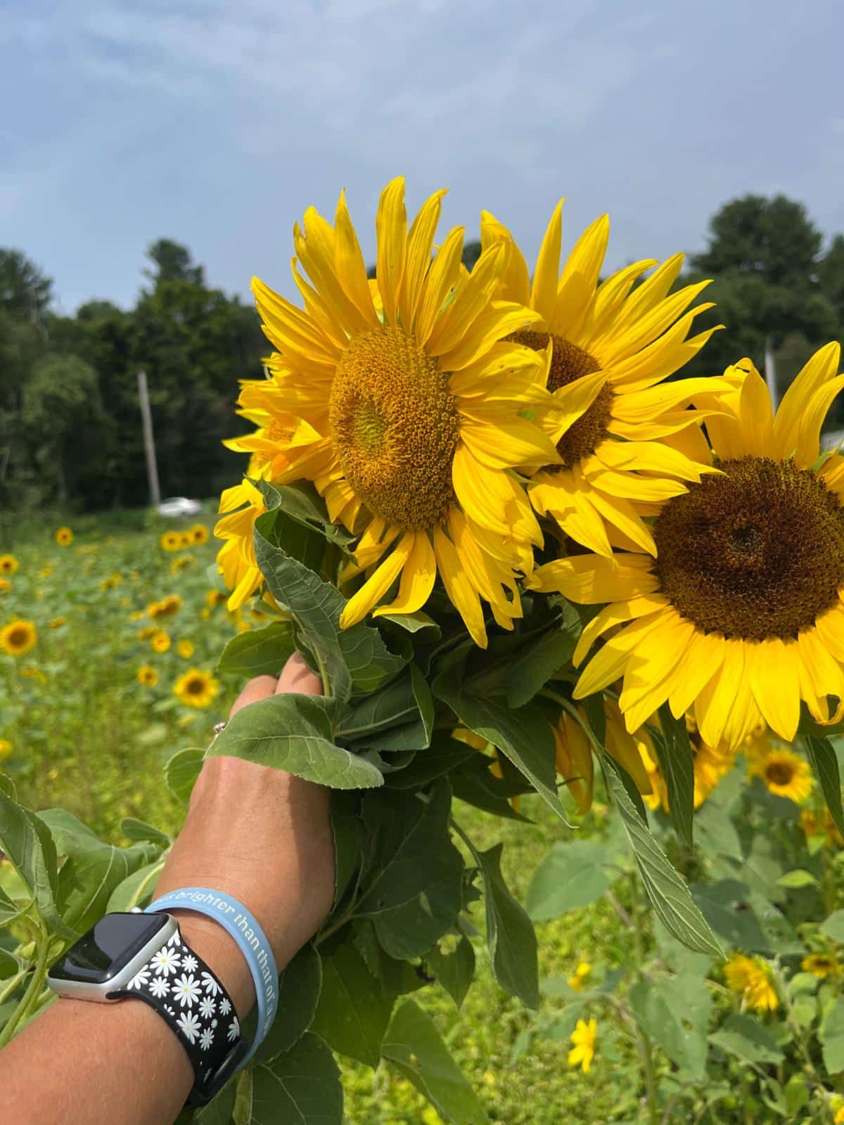 Sunflowers for flower drying