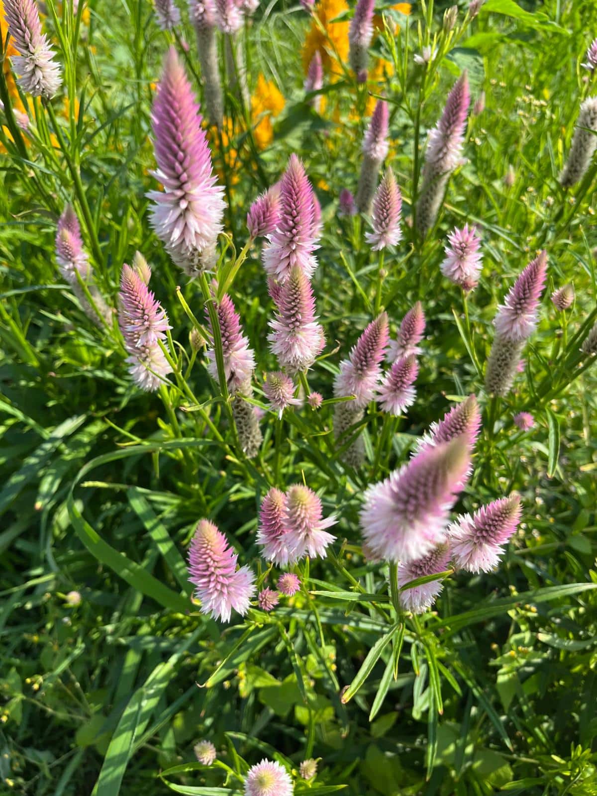 Plumed cockscomb