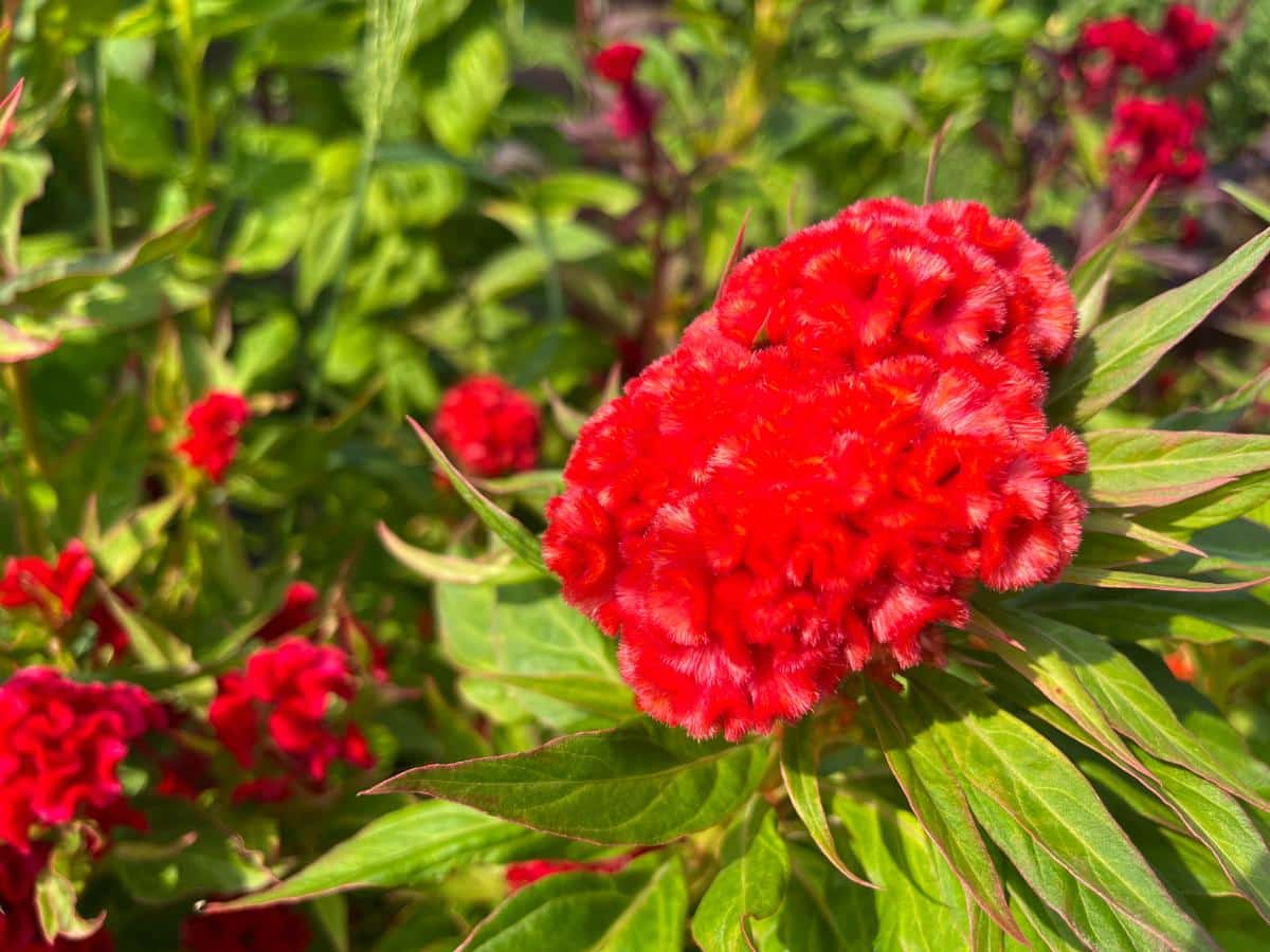 Red cockscomb celosia