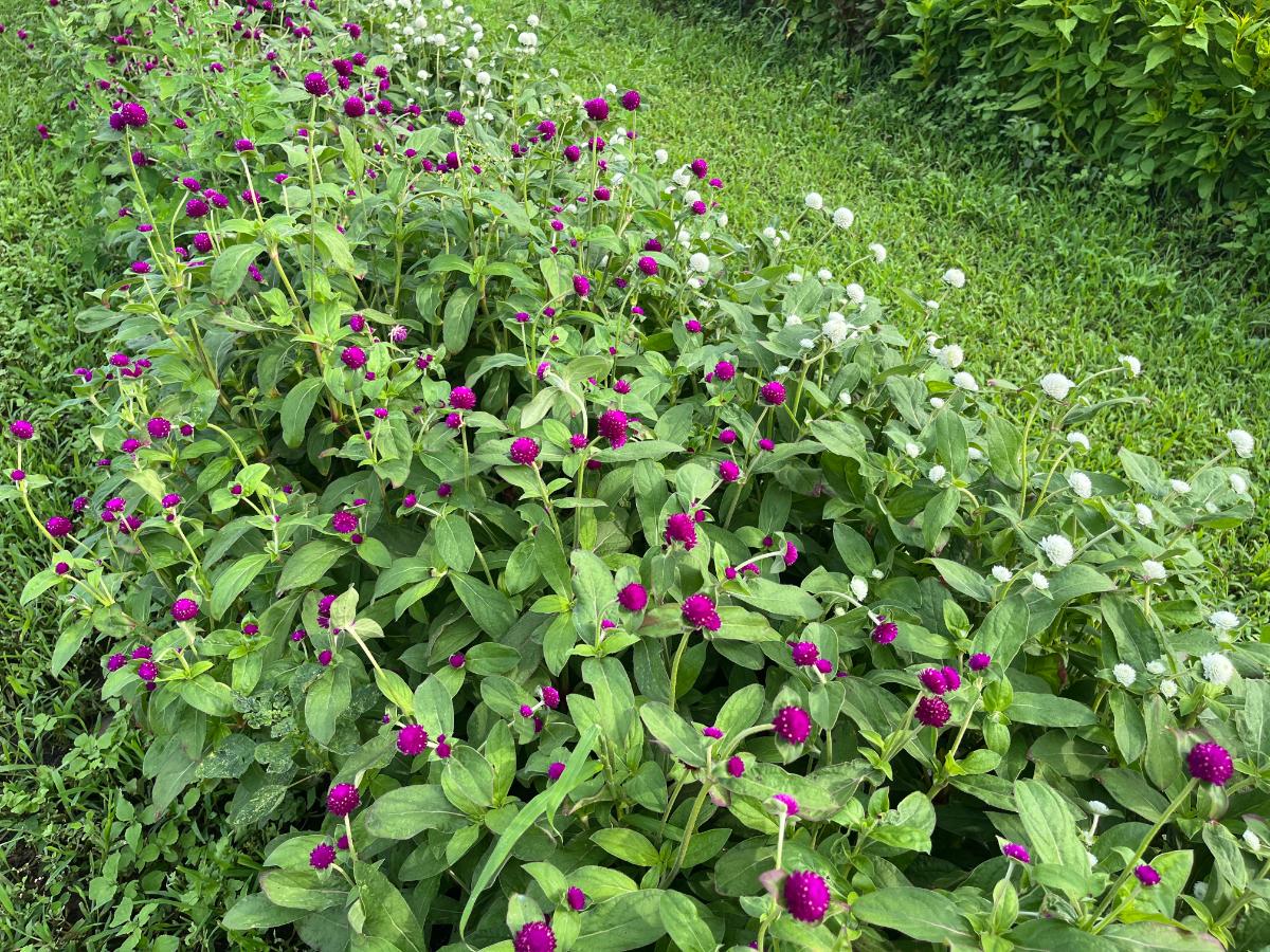 Gomphrena flowers, good for drying