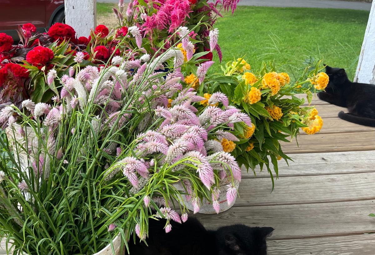 Flowers cut for drying