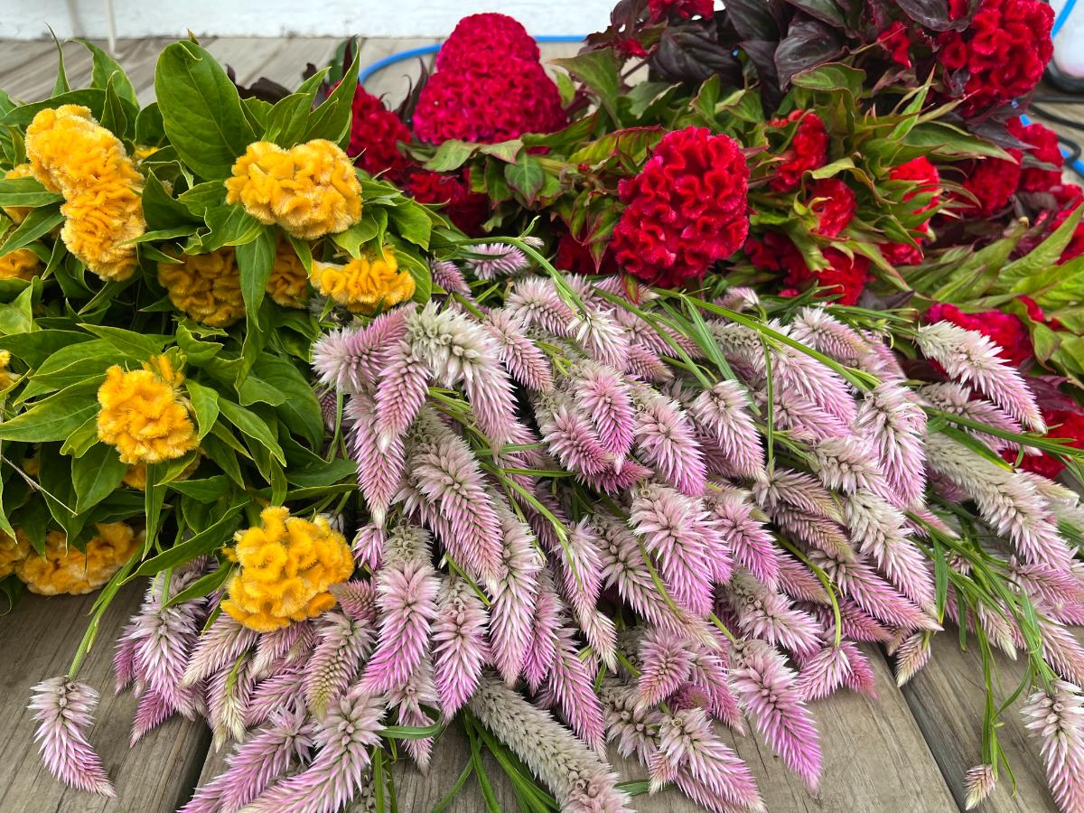 Stacks of flowers for drying for arrangements