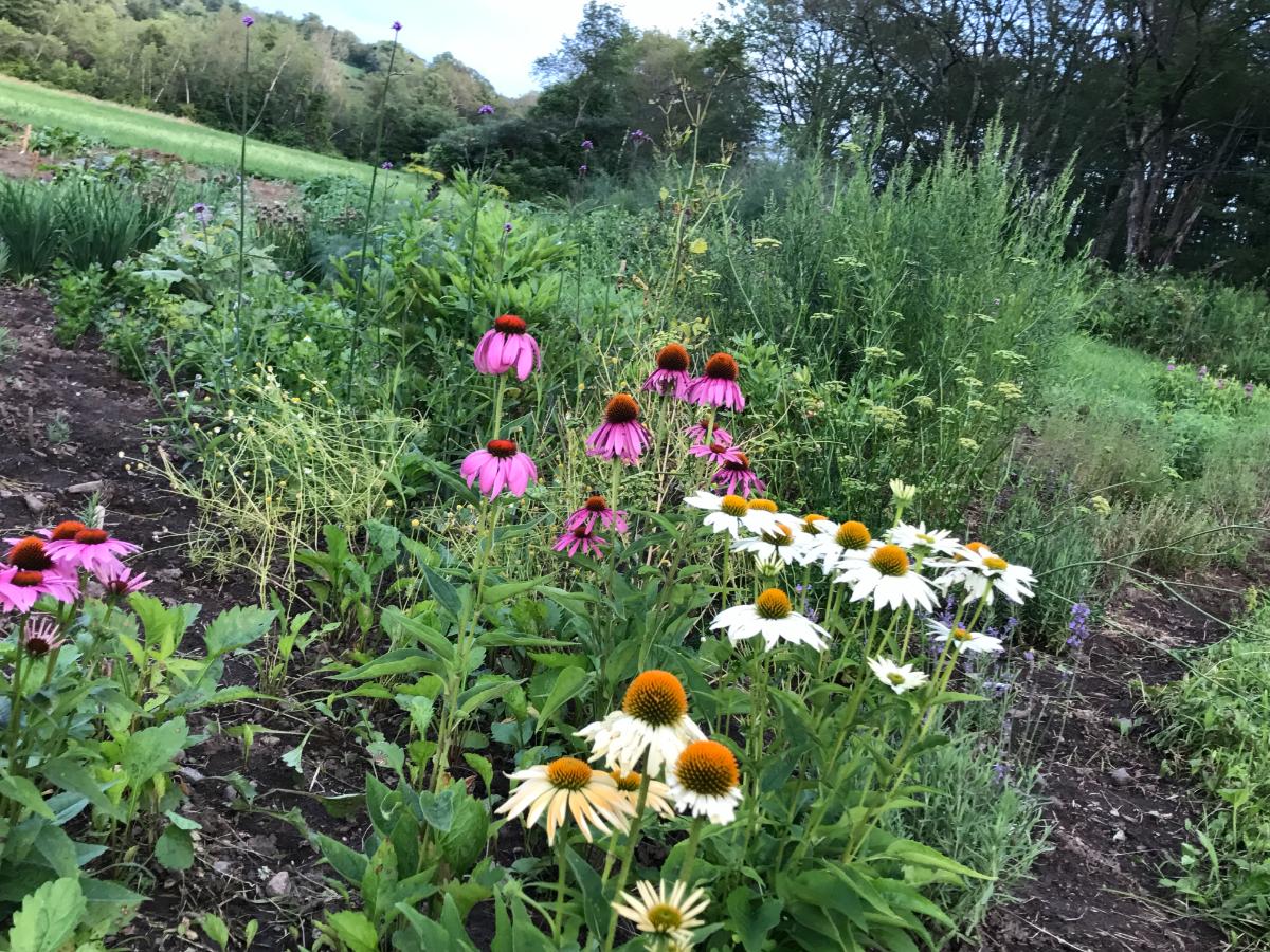 Echinacea in a perennial bed