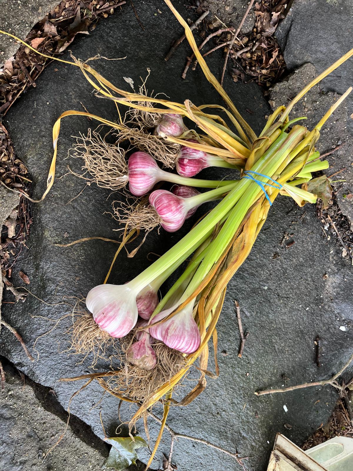 Clean garlic bundled for curing