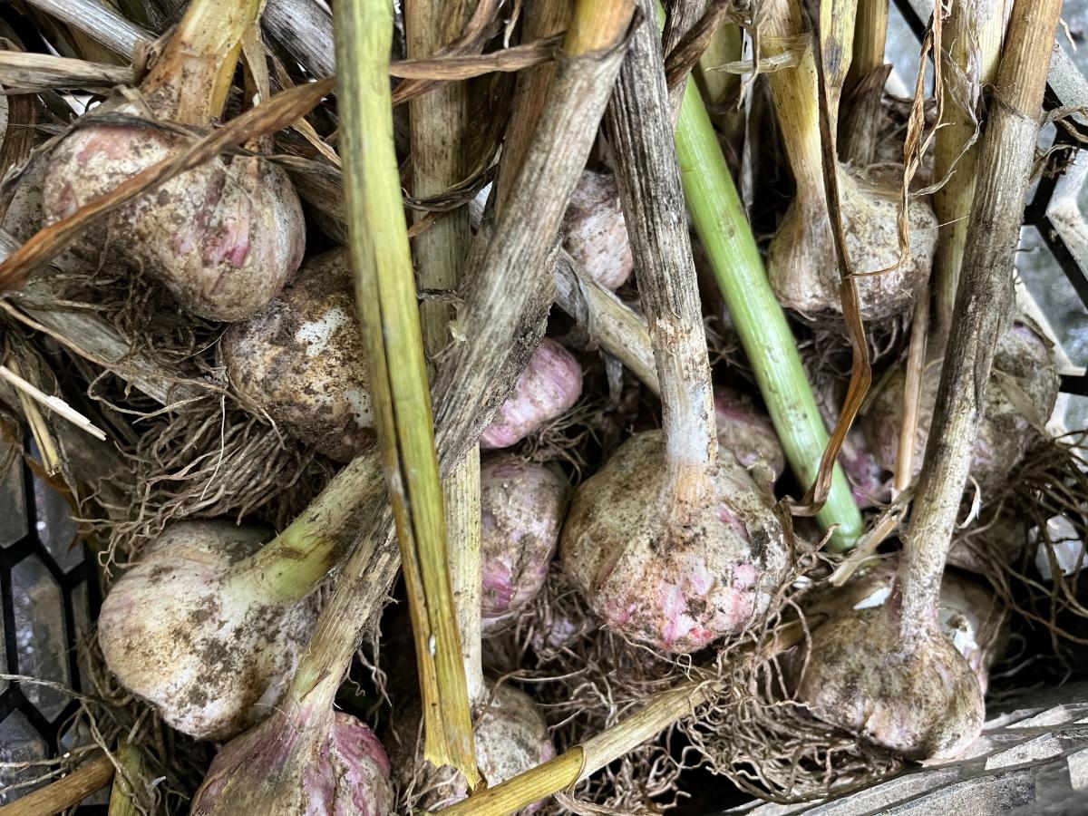 Dirty garlic bulbs for curing