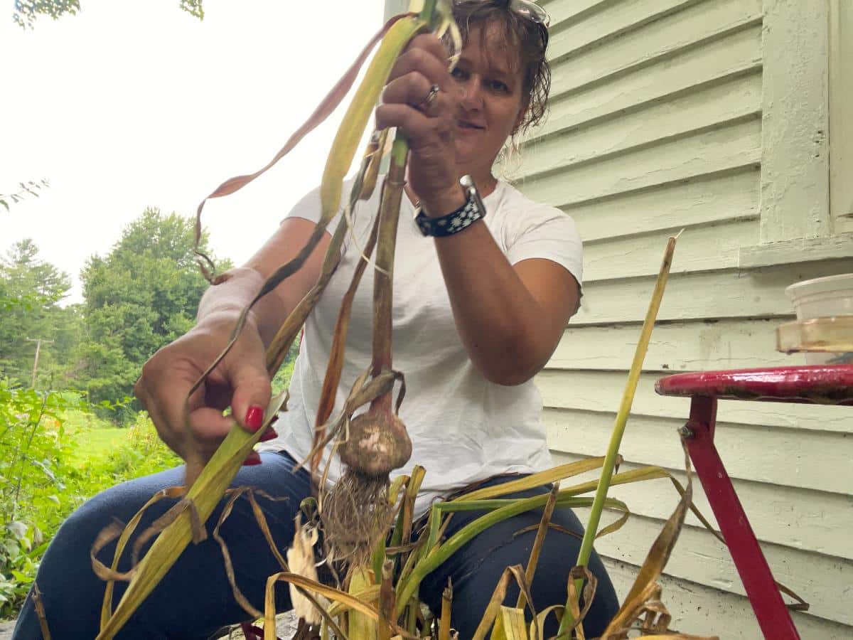 Peeling outer leaves of garlic to clean them for curing