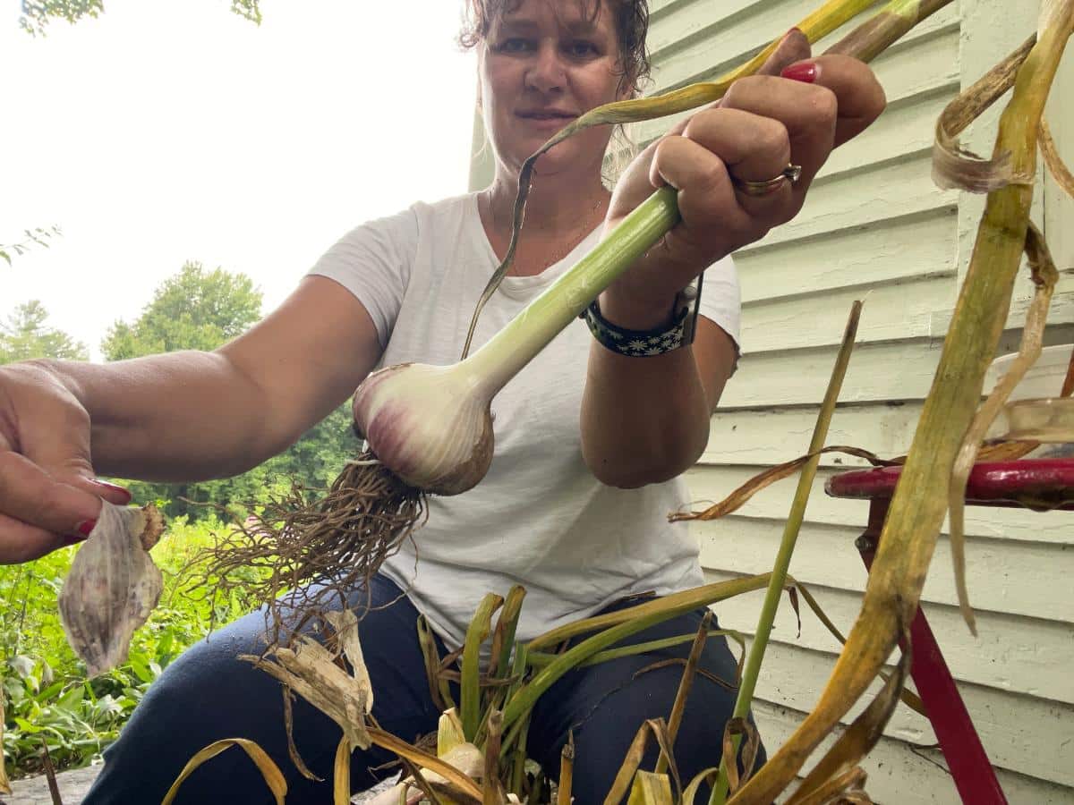 Easy cleaning garlic bulbs