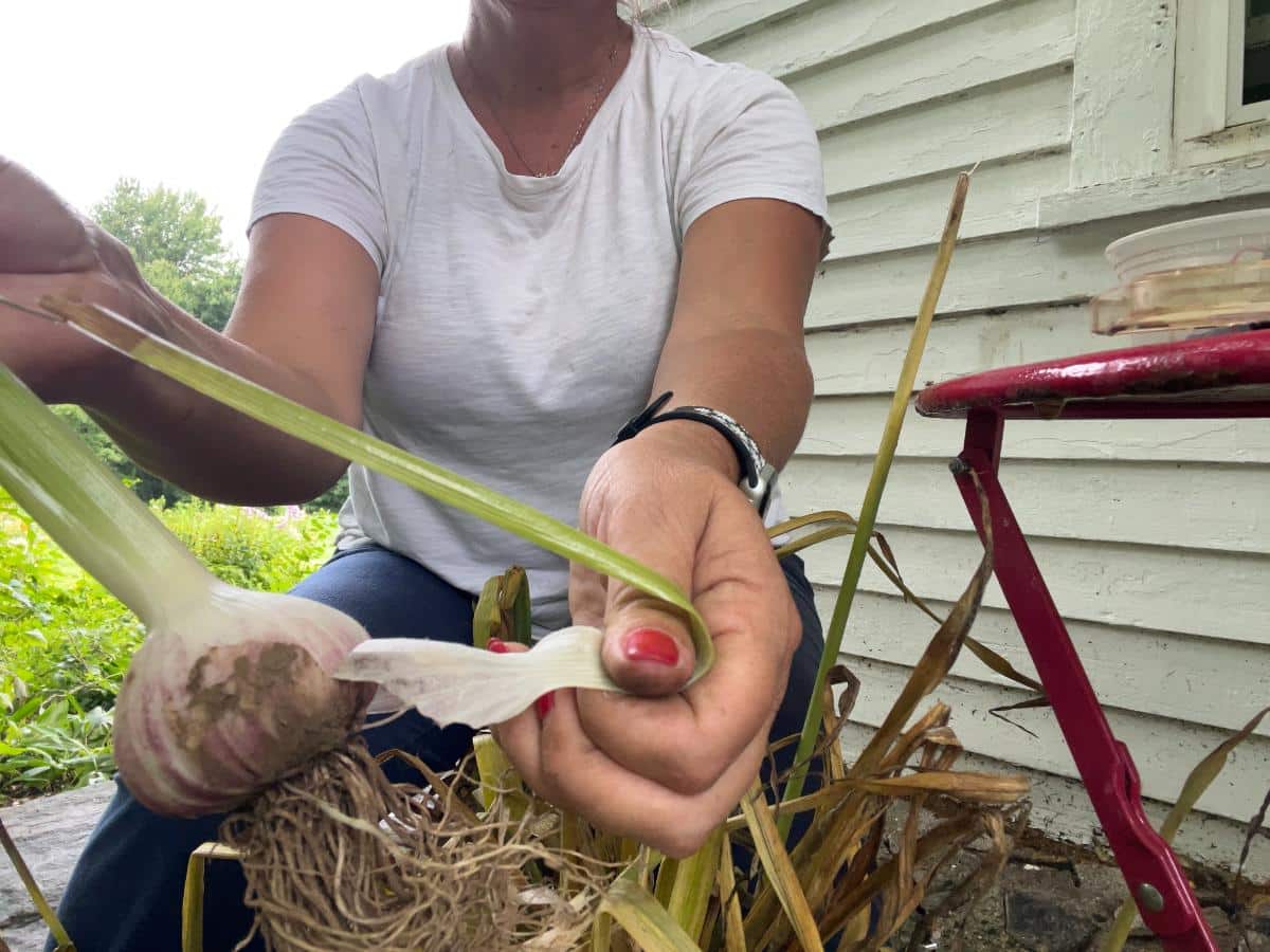 Peeling outer garlic leaves off bulbs