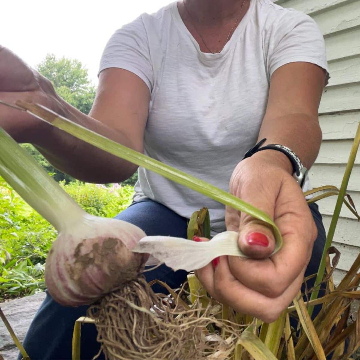 A gardener is peeling off a garlic skin.