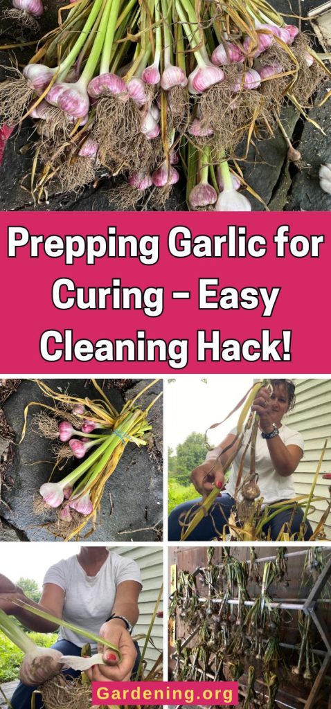 Prepping Garlic for Curing – Easy Cleaning Hack! pinterest image.
