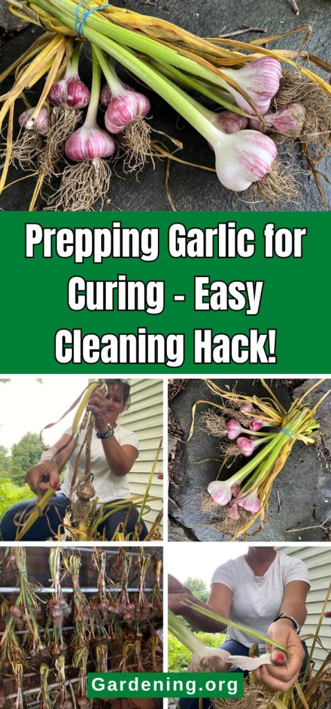 Prepping Garlic for Curing – Easy Cleaning Hack! pinterest image.
