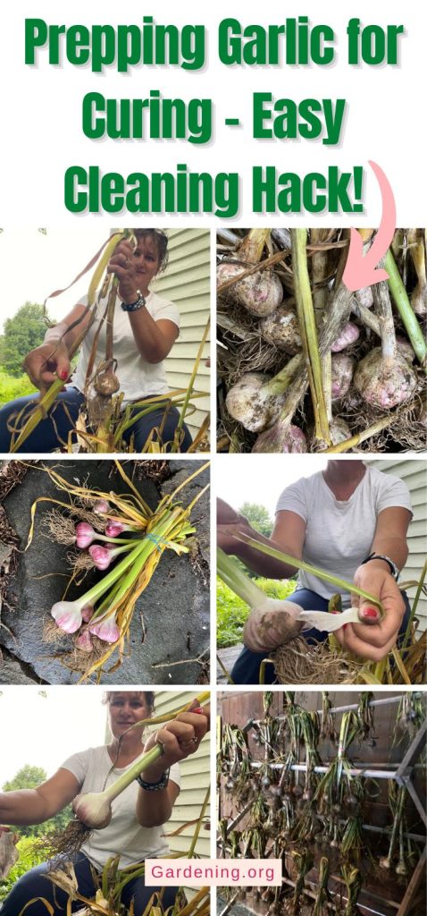 Prepping Garlic for Curing – Easy Cleaning Hack! pinterest image.