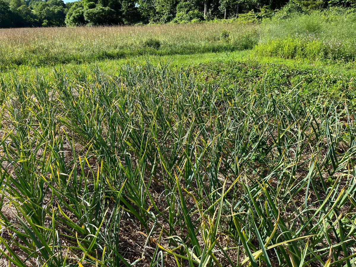 A bed of garlic with scapes ready to pick