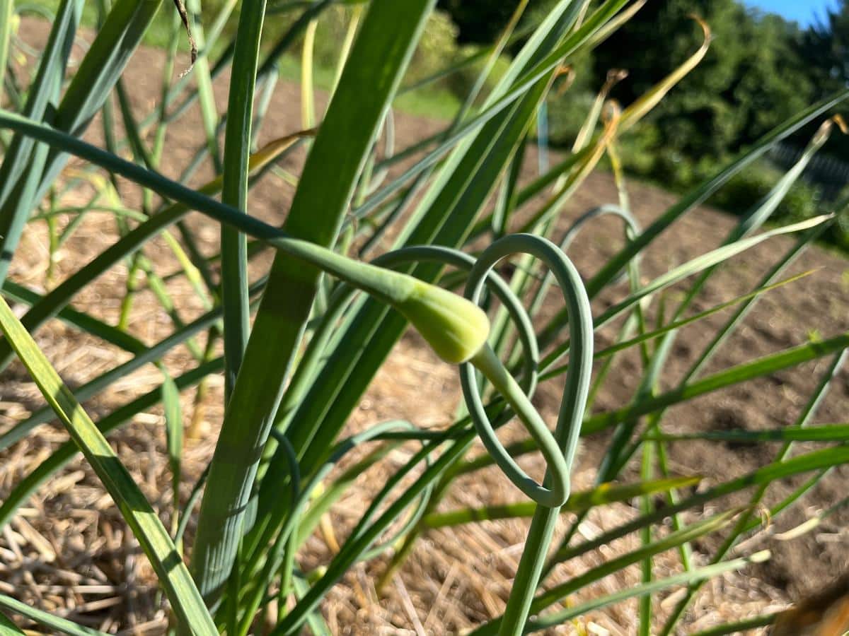 Curled garlic scape