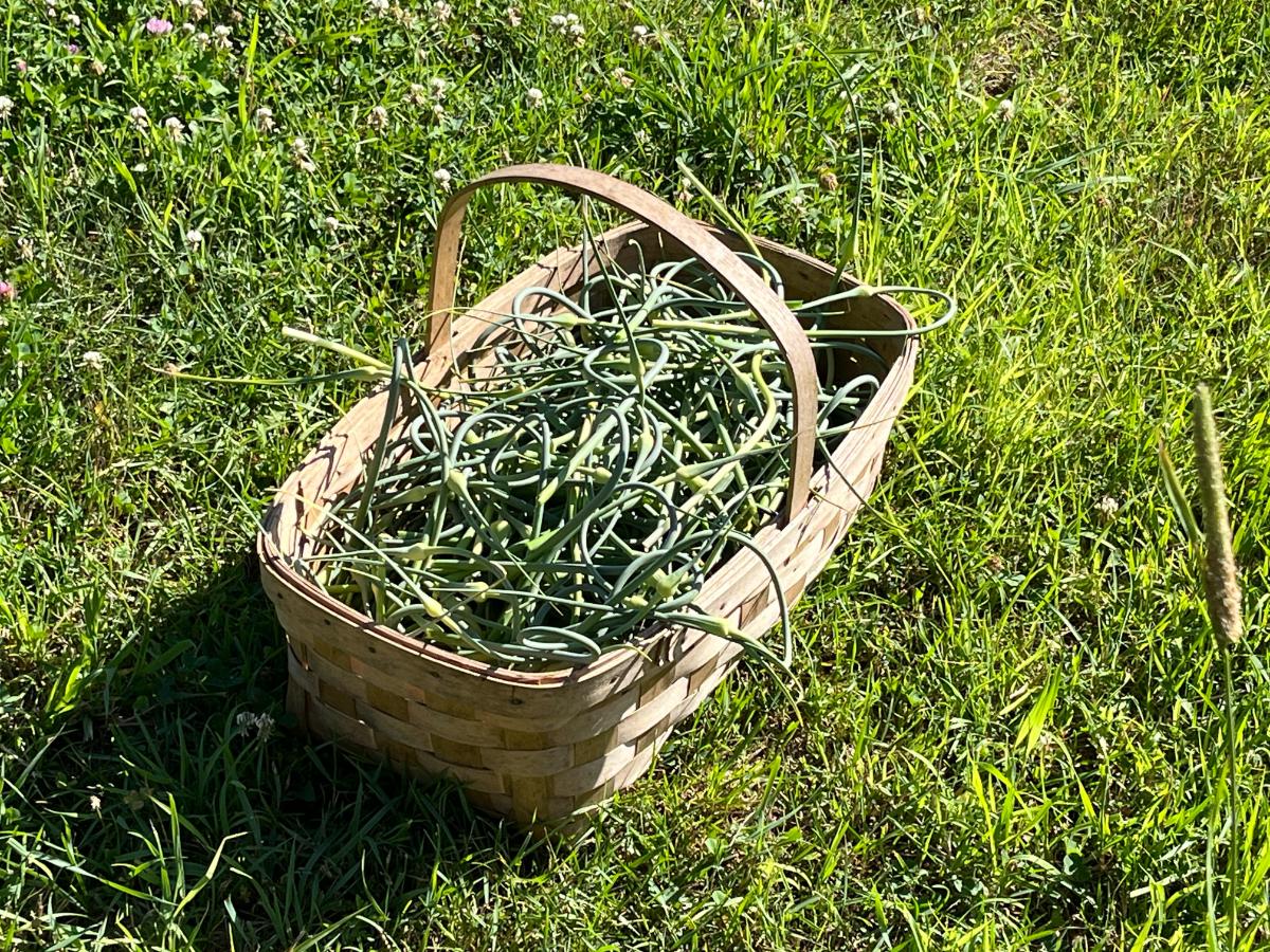 Basket of fresh garlic scapes