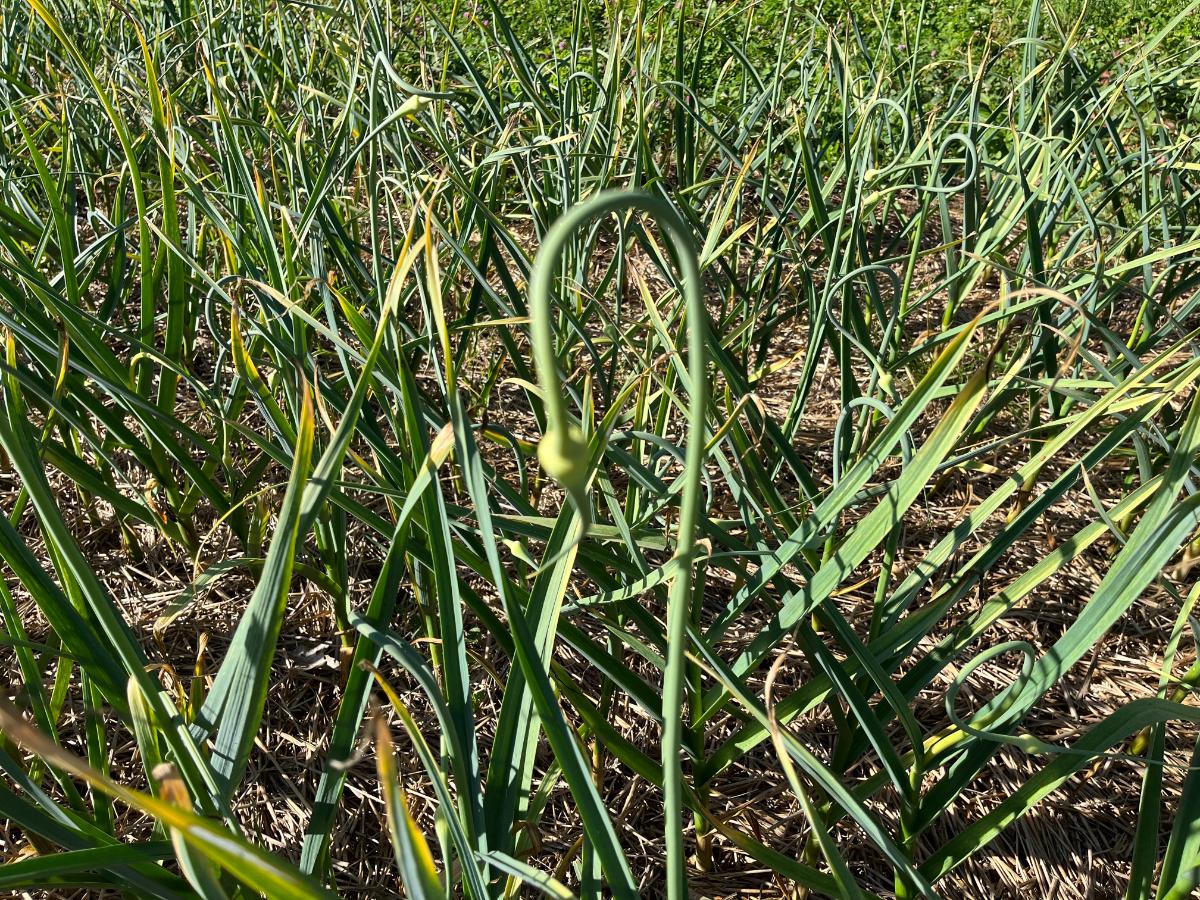 A curled garlic scape ready to pick