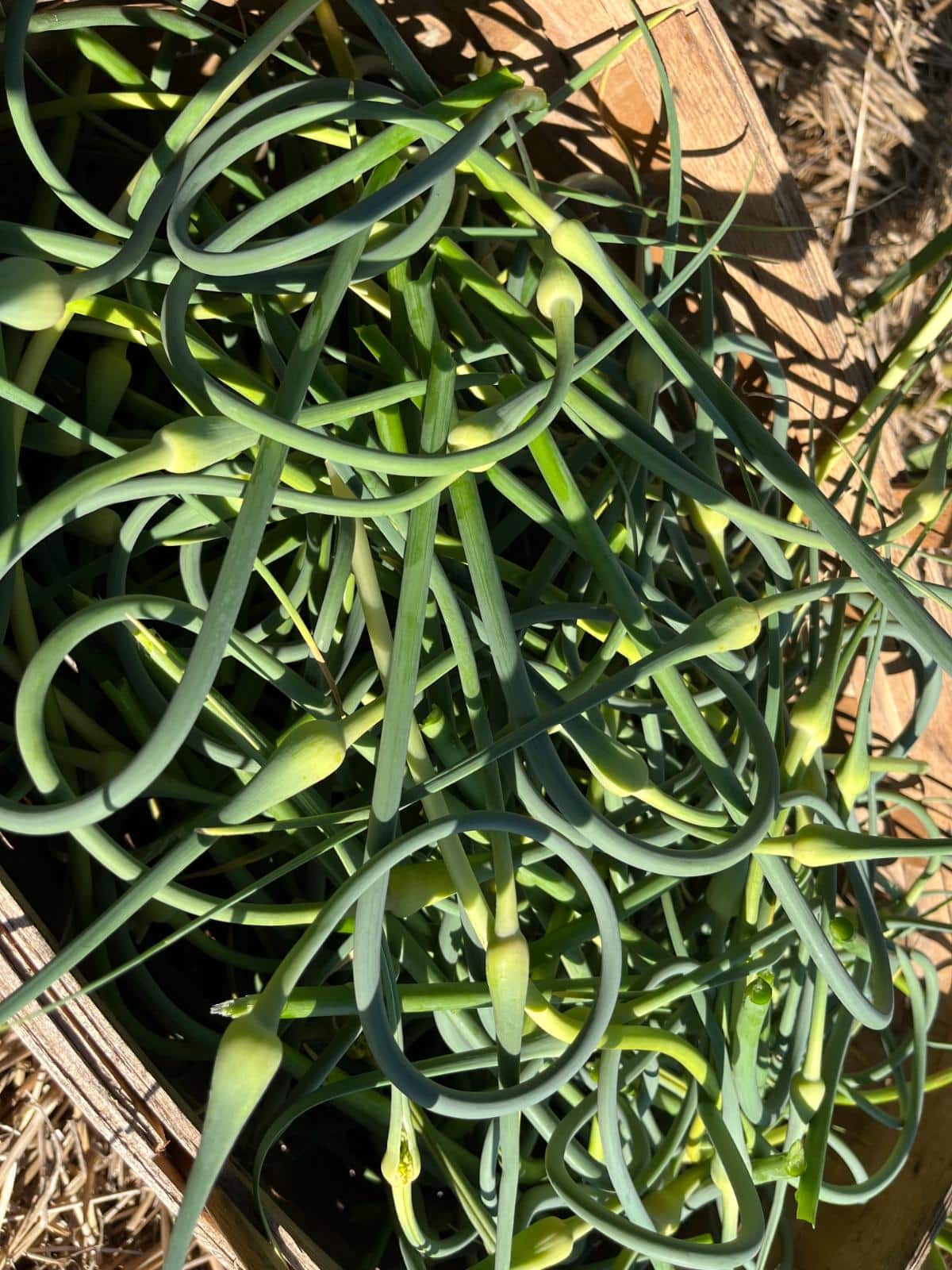 Harvested garlic scapes