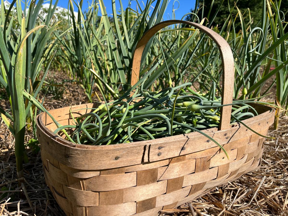 basket of fresh picked garlic scapes