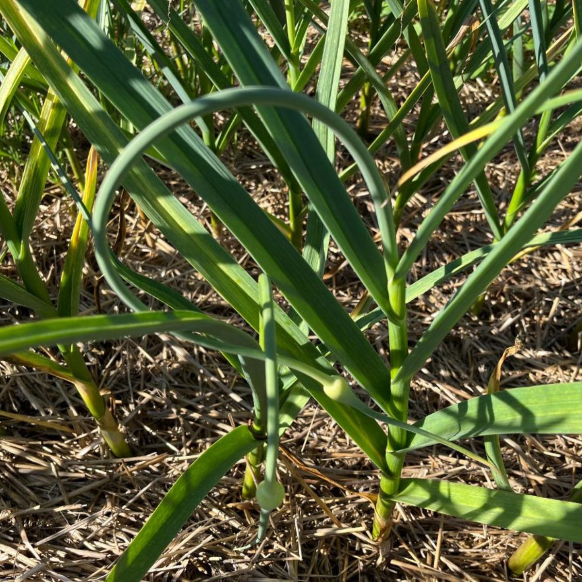 Delicious and healthy garlic scapes.