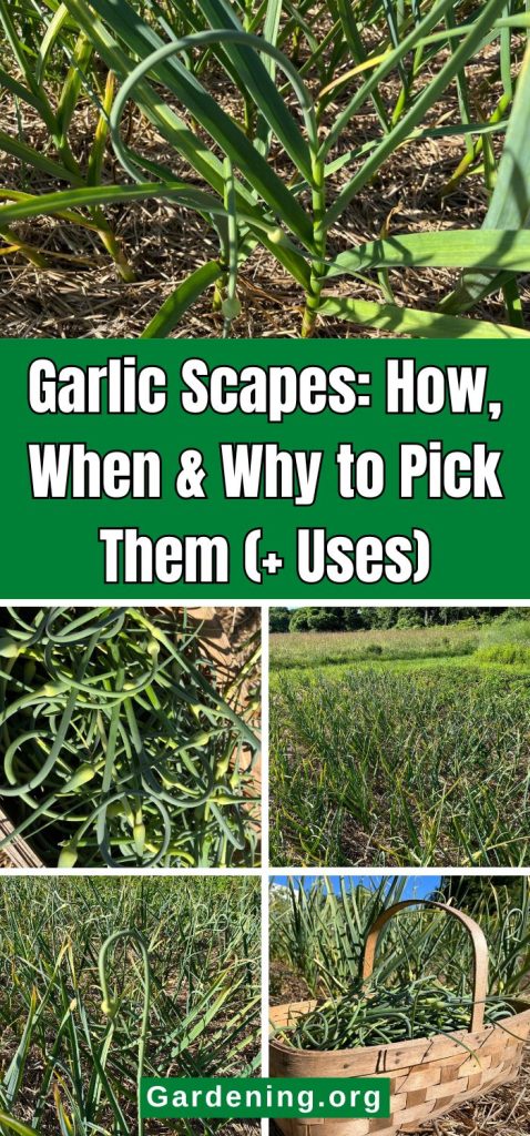 Garlic Scapes: How, When & Why to Pick Them (+ Uses) pinterest image.