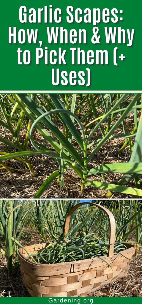 Garlic Scapes: How, When & Why to Pick Them (+ Uses) pinterest image.