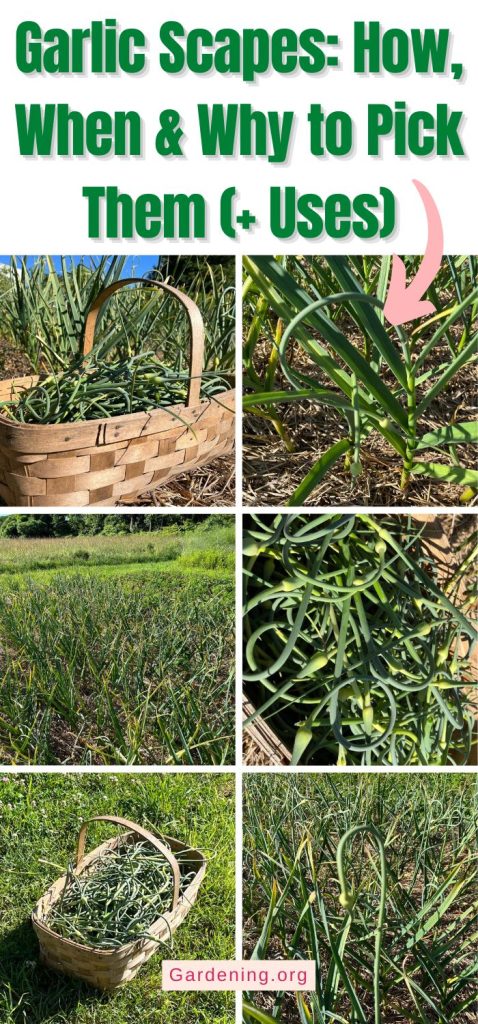 Garlic Scapes: How, When & Why to Pick Them (+ Uses) pinterest image.
