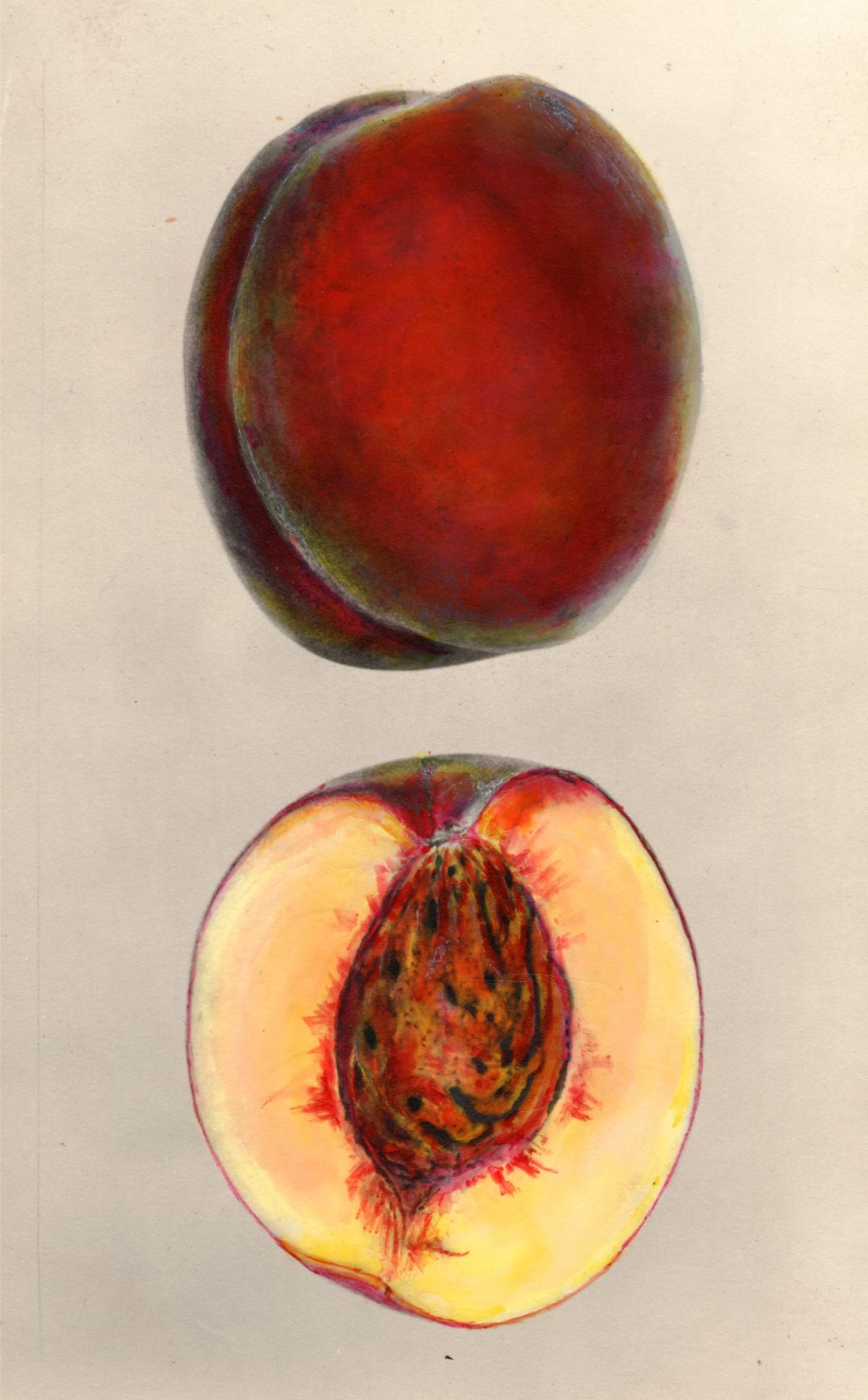 Golden jubilee peach