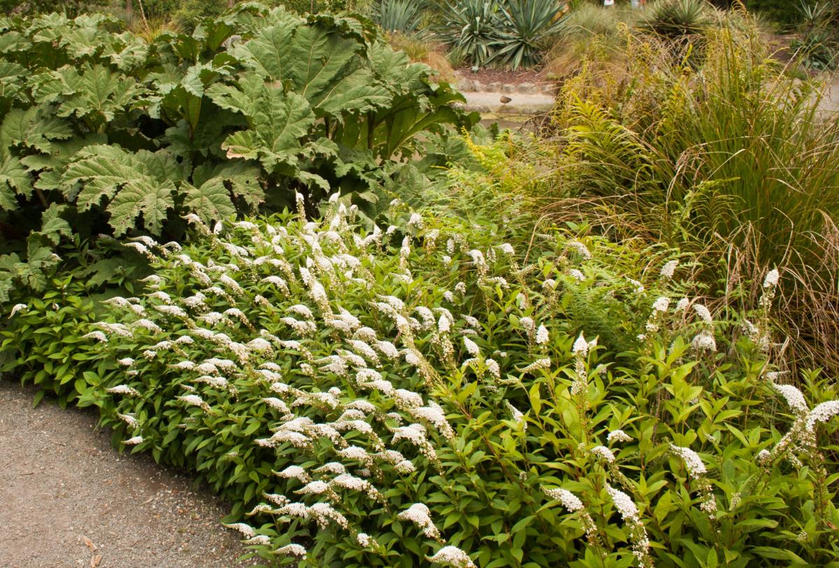 Gooseneck loosestrife