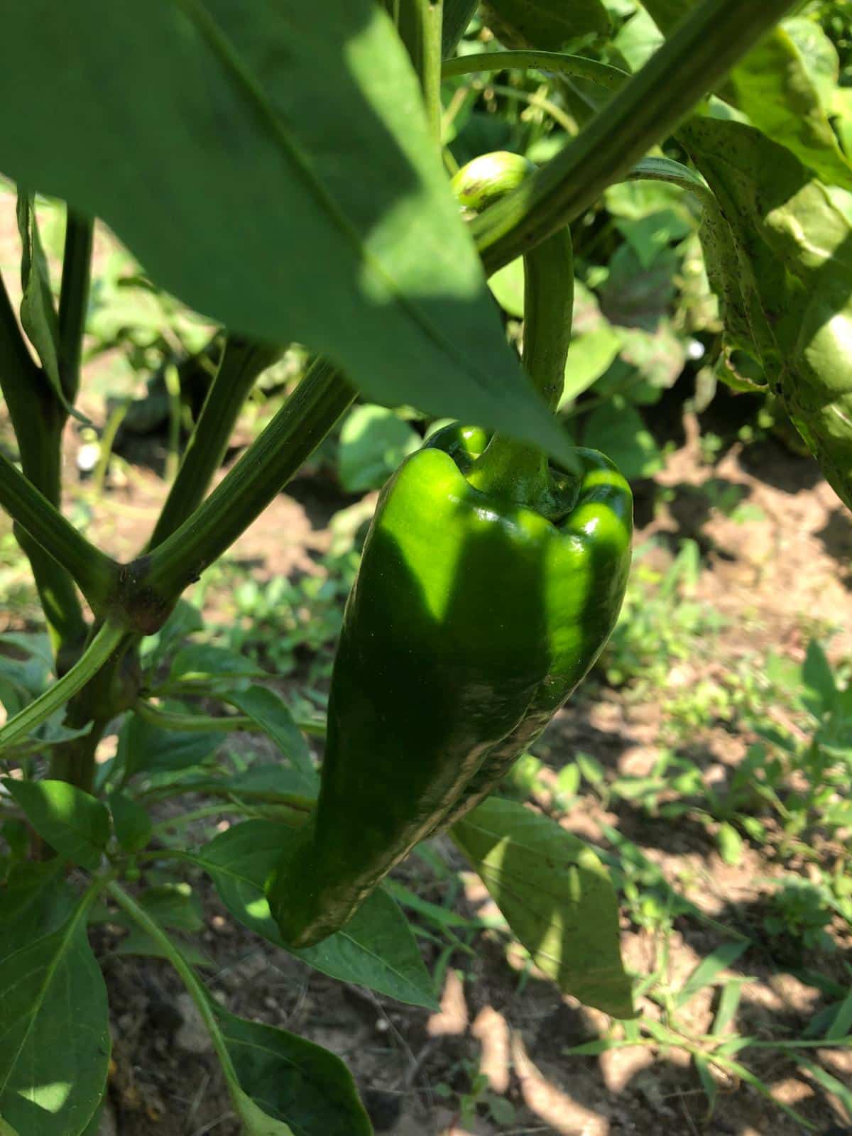 A healthy green pepper plant