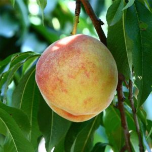 Delicious Loring peach.