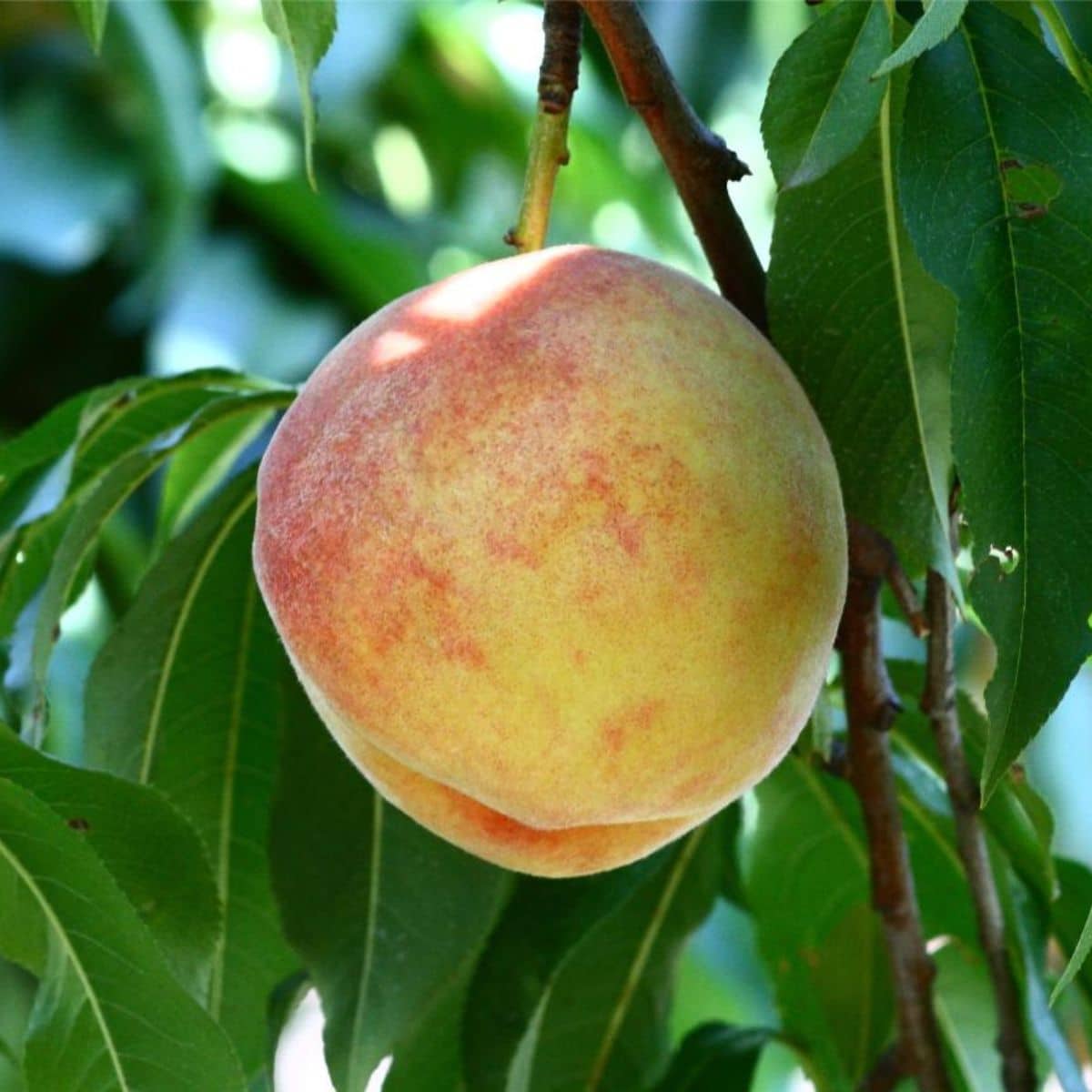 Delicious Loring peach.