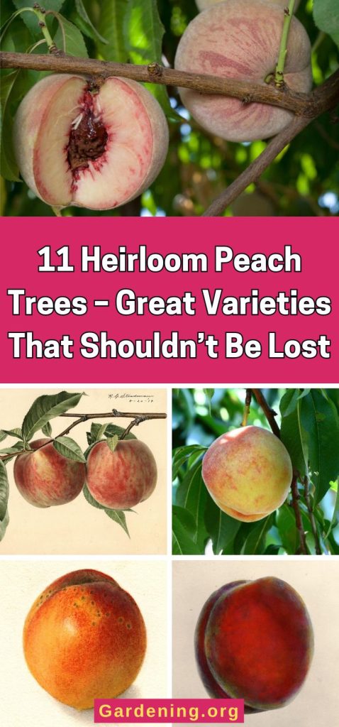 11 Heirloom Peach Trees – Great Varieties That Shouldn’t Be Lost pinterest image.