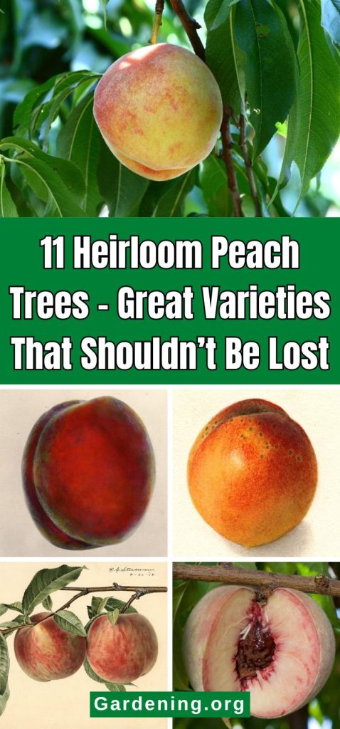 11 Heirloom Peach Trees – Great Varieties That Shouldn’t Be Lost pinterest image.