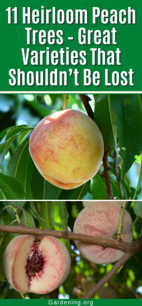 11 Heirloom Peach Trees – Great Varieties That Shouldn’t Be Lost pinterest image.