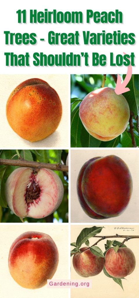 11 Heirloom Peach Trees – Great Varieties That Shouldn’t Be Lost pinterest image.