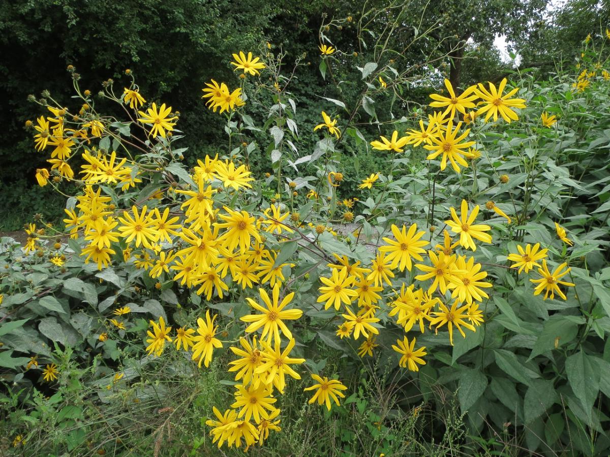 Sunchokes in bloom