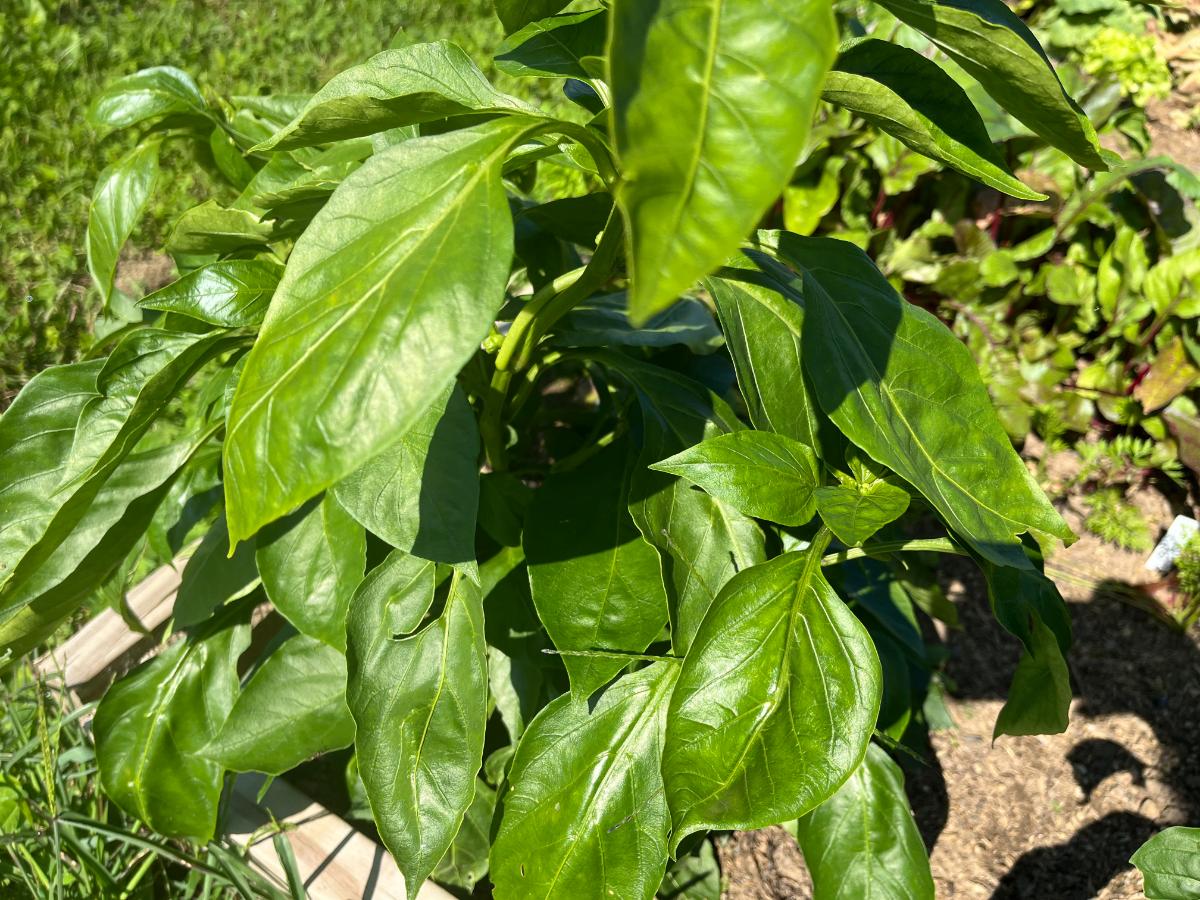 Fast growing green plant