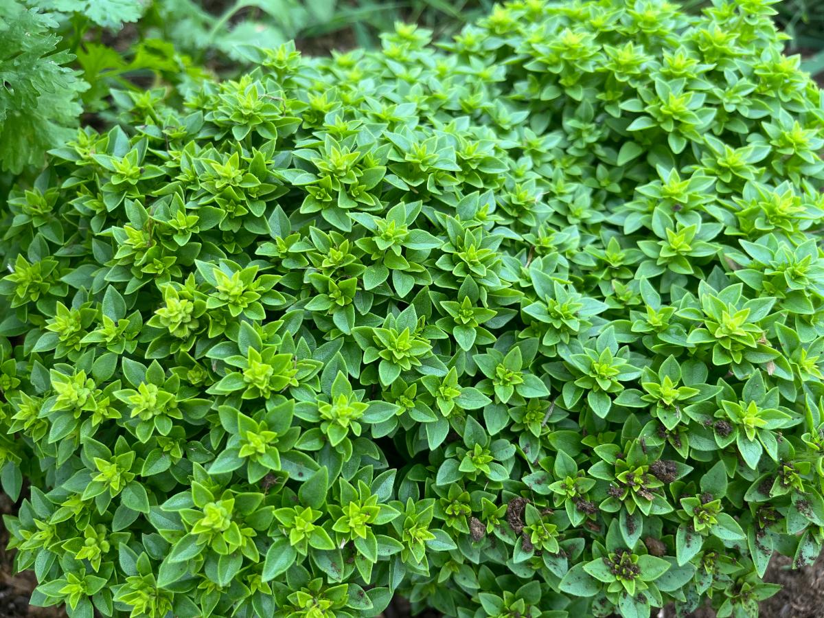 Piccolino basil plant