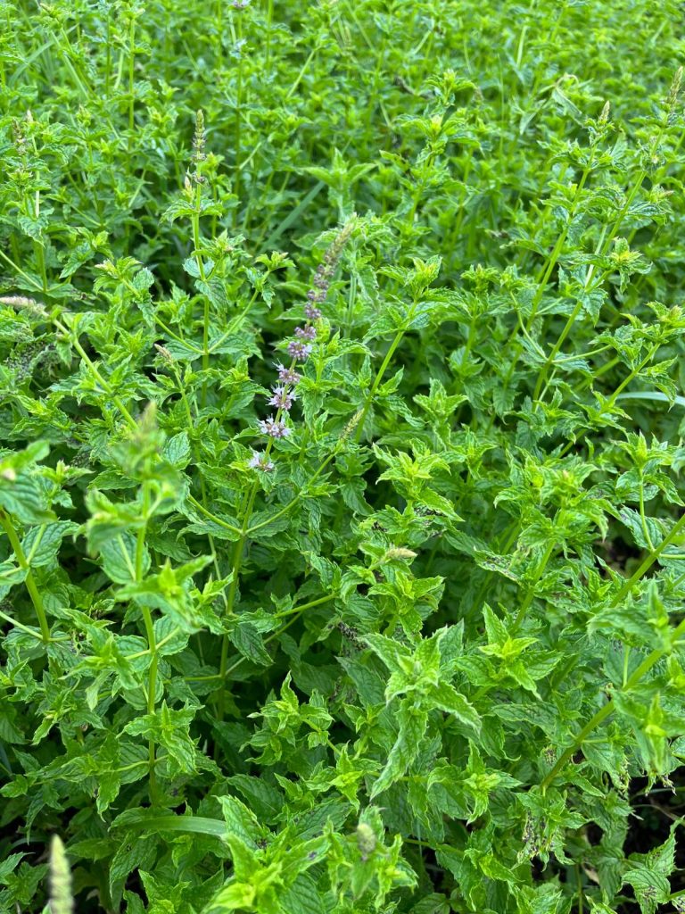 8 Planting Tips for People with Wild Rabbit Problems - Gardening