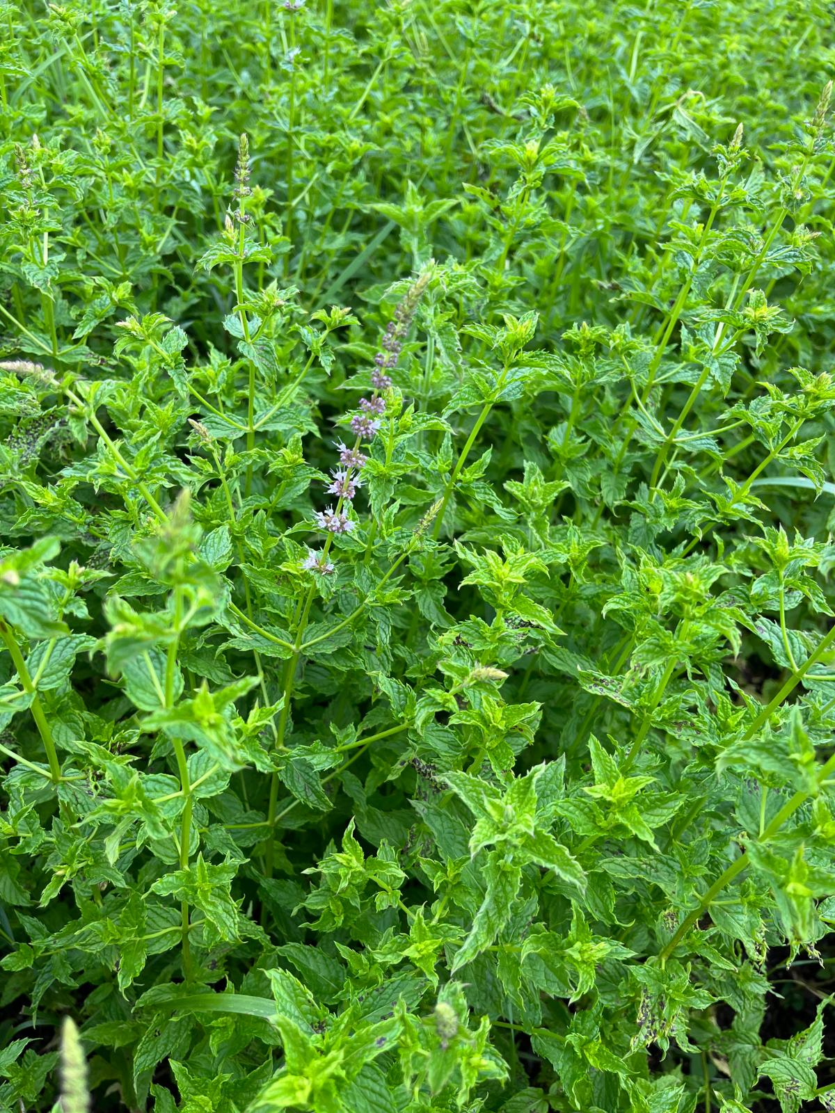 A bed of rabbit resistant mint