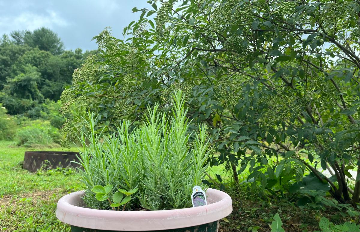 Lavender and strawberries in a garden planter