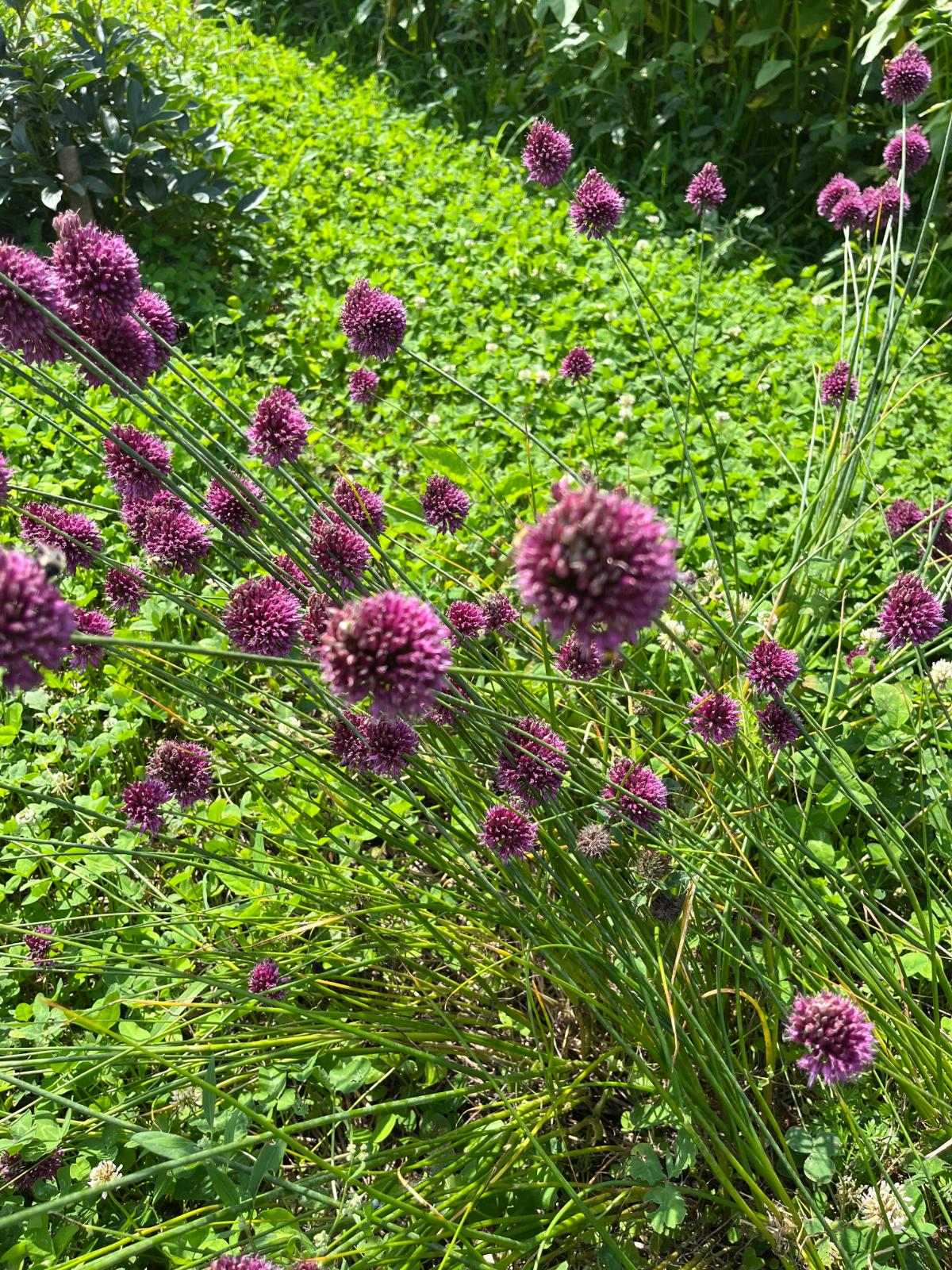 Allium flowers in the garden